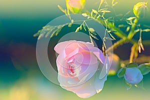A flower of wild rose is on a bush in a garden