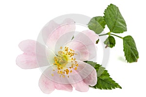 Flower of wild rose, isolated on white background