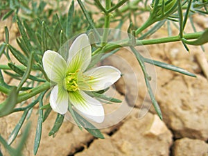 Flower of Wild Rue or Peganum harmala in cracks