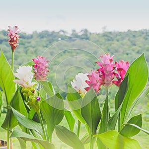 Flower Wild siam tulips blooming in the forest in Chaiya phoom T