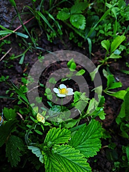 Flower of wild strawberry on background of the earth