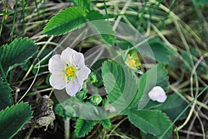Flower of wild strawberry, growing spring in forest close up macro detail, soft blurry dark green grass
