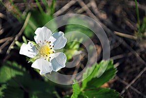 Flower of wild strawberry, growing spring in forest close up macro detail, soft blurry dark green grass