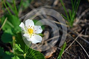 Flower of wild strawberry, growing spring in forest close up macro detail, soft blurry green grass background