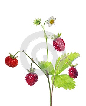 Flower on wild strawberry isolated branch