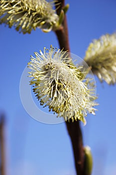 Flower of a willow against the blue sky