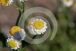 Flower of a winged everlasting, Ammobium alatum