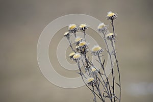 Flower in winter looking desiccated