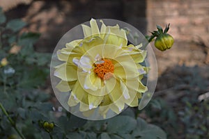 Flower,winter, yellow,looking beautifull with fragnance