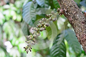 Flower of wollongong tropical fruit at the south of thailand