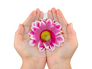 Flower in woman hands