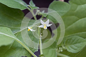 Flower of a wonderberry, Solanum retroflexum