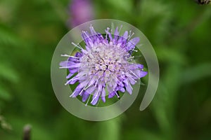 Flower of a Wood Scabious