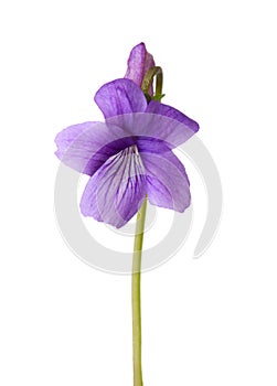 Flower of Wood Violet Viola Odorata isolated on white background