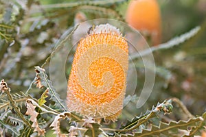 Flower of Woolly Orange Banksia with serrated leaves and beautiful white inflorescences