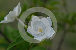Flower (Wrightia Antidysenterica or idda Flower)