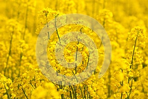 Flower of on a yellow background