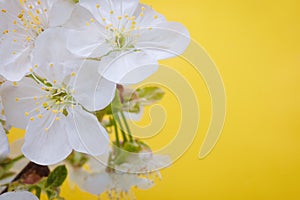 Flower on a yellow background, under water in air bubbles.