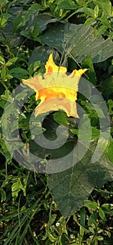 Flower yellow baeuty