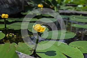 Flower yellow brandy-botte (nuphar lutea, water lily