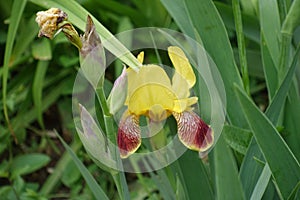 Flower of yellow and brownish red bearded iris in May