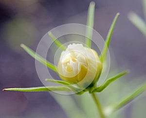 Flower  yellow  buds nature garden Sun petal