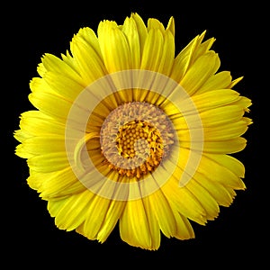 Flower yellow calendula isolated on a black background. Close-up.