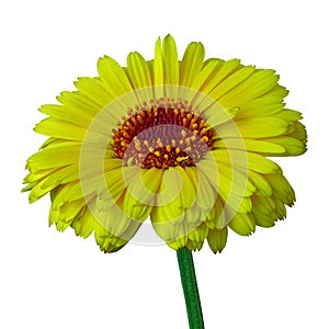Flower yellow carmine calendula, isolated on a white background. Close-up.