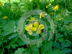 Flower of yellow celandine Grows among the green grass