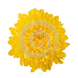 Flower yellow chrysanthemum