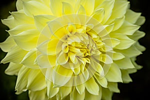 Flower yellow chrysanthemum close up macro.Aster. Beautiful Yellow Daisy Isolated.Chrysanthemum Flowers.Flower