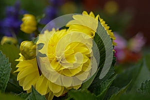 Flower yellow chrysanthemum close up macro , Isolated, Chrysanthemum Flowers background, Wallpaper sample.