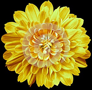 Flower  yellow chrysanthemum . Flower isolated on the black background. No shadows with clipping path. Close-up.