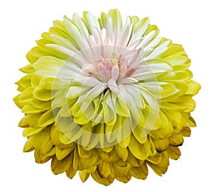 Flower yellow  chrysanthemum . Flower isolated on a white background. Close-up.
