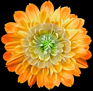 Flower  yellow chrysanthemum . Flower isolated on the black background. No shadows with clipping path. Close-up.