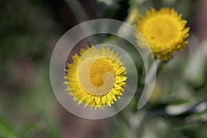 Flower of the Yellow Coastal Everlasting, Helichrysum decorum