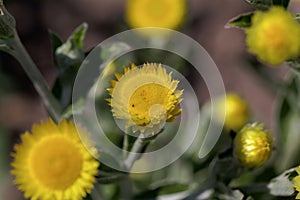 Flower of the Yellow Coastal Everlasting, Helichrysum decorum