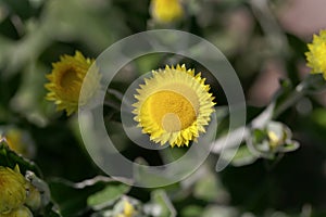 Flower of the Yellow Coastal Everlasting, Helichrysum decorum