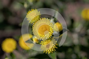 Flower of the Yellow Coastal Everlasting, Helichrysum decorum