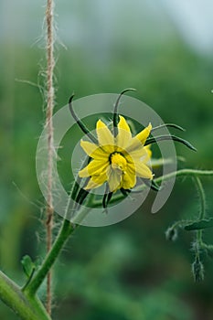 It is flower of yellow color, on a branch, blossoming of a tomato. Flowering tomato plants