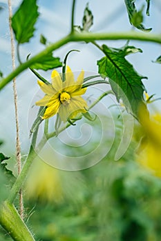 It is flower of yellow color, on a branch, blossoming of a tomato. Flowering tomato plants.