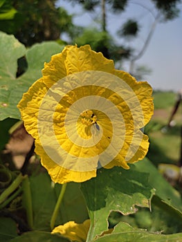 flower, yellow, colour, greeny