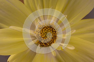 Flower Yellow Cosmos Macro
