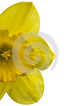 Flower of yellow Daffodil (narcissus) close-up isolated on white