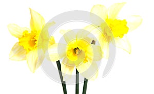 Flower of yellow Daffodil narcissus isolated