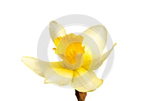 Flower of yellow Daffodil narcissus isolated