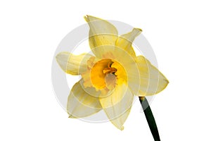 Flower of yellow Daffodil narcissus isolated