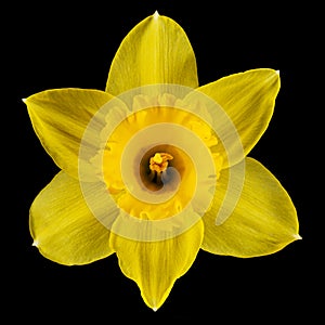 Flower of yellow Daffodil narcissus, isolated on black background