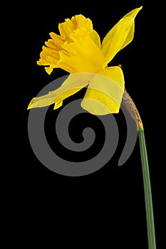 Flower of yellow Daffodil narcissus, isolated on black background