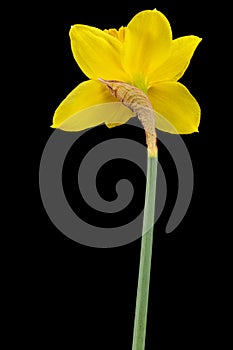 Flower of yellow Daffodil narcissus, isolated on black background
